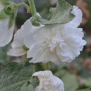 Hollyhock Live Plant - Tall Alcea Rosea Flower in 2.25