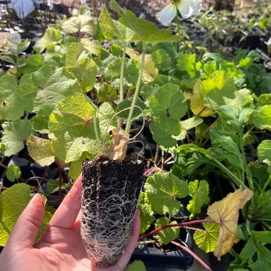 Hollyhock Live Plant - Tall Alcea Rosea Flower in 2.25