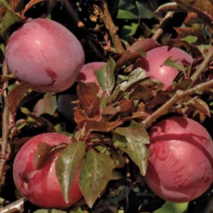 Hollywood Plum Tree - Live Plant, 4-5 ft tall, 3 Gallon Pot, Outdoor Fruit Tree - Image 1