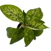 Homalomena Camouflage Live Plant - Queen of Hearts - 4 inch Pot - Houseplant - Image 1