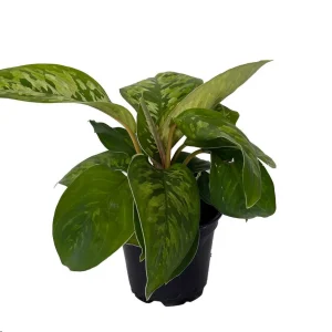Homalomena Camouflage Live Plant - Queen of Hearts - 4 inch Pot - Houseplant - Image 2
