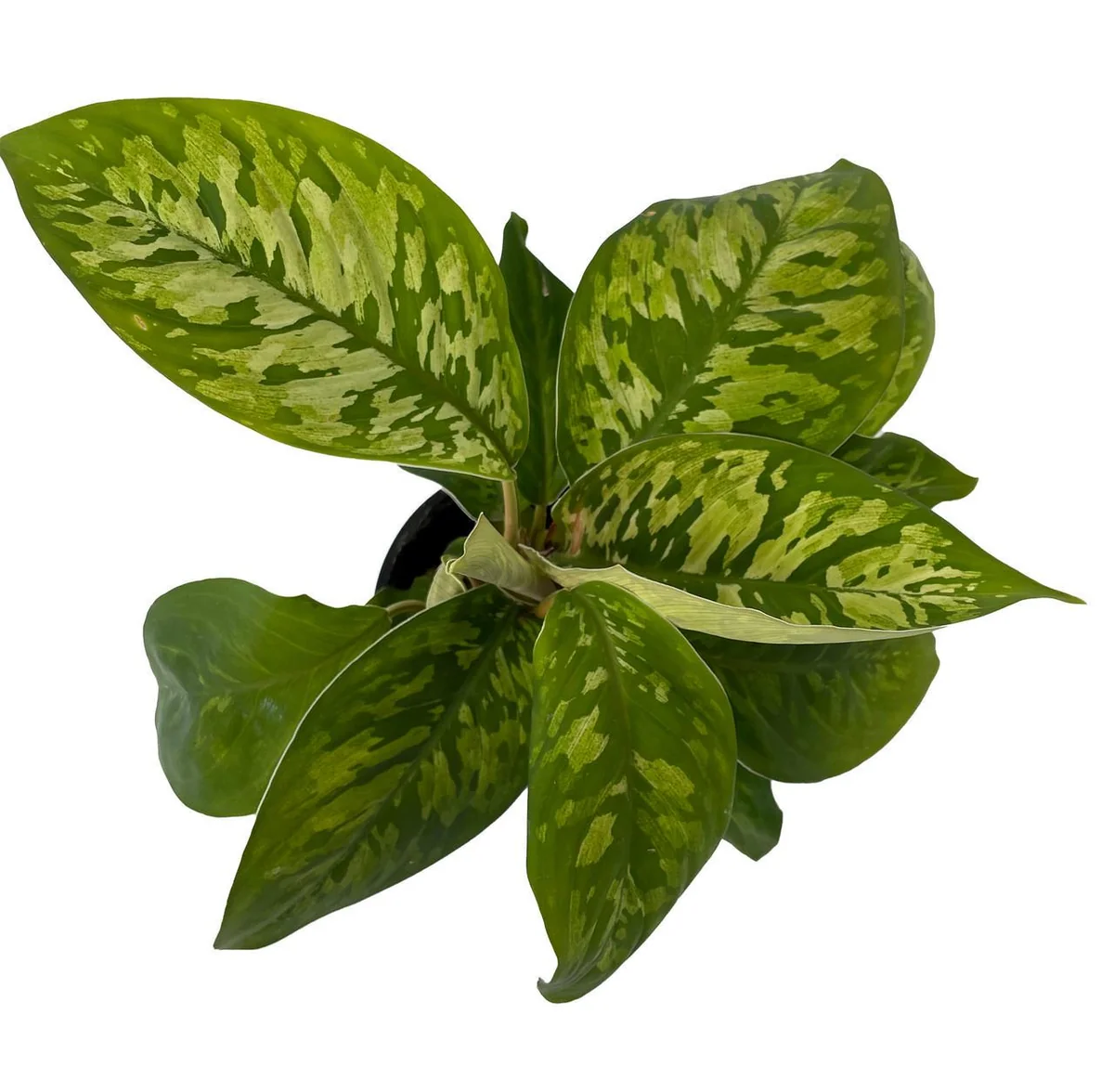 Homalomena Camouflage Live Plant - Queen of Hearts - 4 inch Pot - Houseplant - Image 1