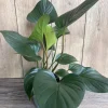 Homalomena Emerald Gem Live Plant - 6 inch Potted Houseplant, Indoor - Image 1
