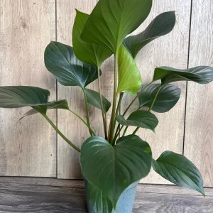 Homalomena Emerald Gem Live Plant - 6 inch Potted Houseplant, Indoor - Image 4