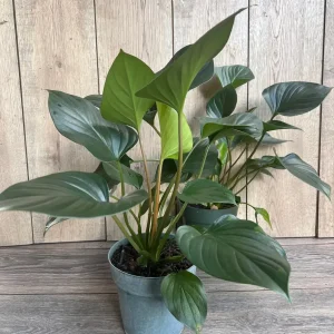 Homalomena Emerald Gem Live Plant - 6 inch Potted Houseplant, Indoor - Image 5