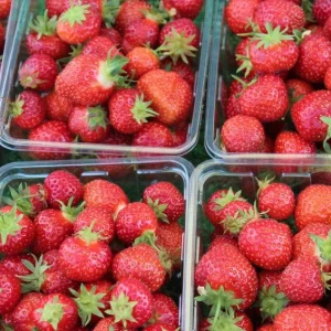 Honeoye Strawberry Plants - June Bearing Bare Root - High Yields, Sweet Berries - Image 1