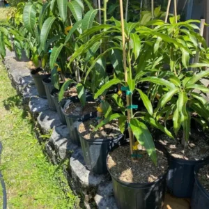 Honey Kiss Mango Live Tree - Grafted, 2-4 ft Tall, Fast Fruiting, Tropical - Image 3