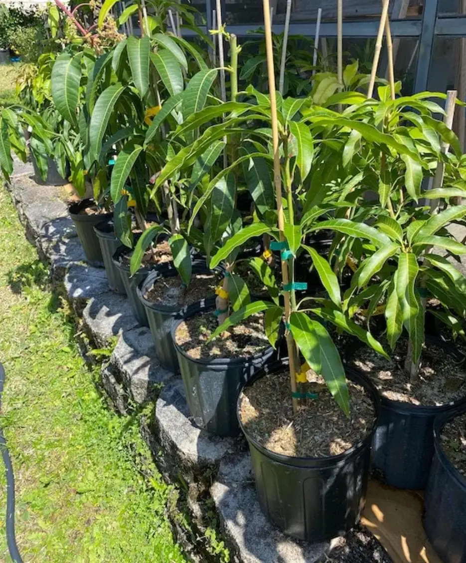 Honey Kiss Mango Live Tree - Grafted, 2-4 ft Tall, Fast Fruiting, Tropical - Image 3