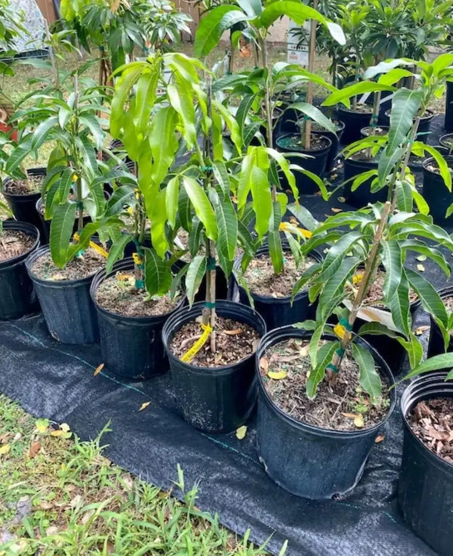 Honey Kiss Mango Live Tree - Grafted, 2-4 ft Tall, Fast Fruiting, Tropical - Image 4