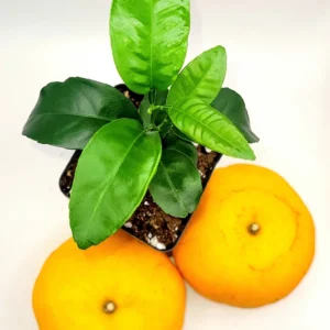 Honey Tangerine Live Plant - Sweet Citrus Starter Tree 3-5 inches Tall - Indoor/Outdoor - Image 2