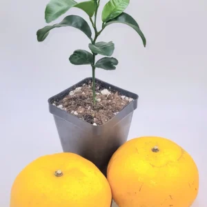Honey Tangerine Live Plant - Sweet Citrus Starter Tree 3-5 inches Tall - Indoor/Outdoor - Image 3