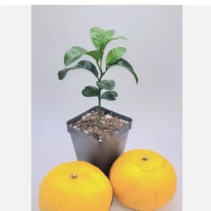 Honey Tangerine Live Plant - Sweet Citrus Starter Tree 3-5 inches Tall - Indoor/Outdoor - Image 1