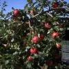 Honeycrisp Apple Tree Bareroot - 2-3 ft Tall - Cold Hardy Fruit Tree - Image 1