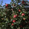 Honeycrisp Apple Tree Bareroot - 2-3 ft Tall - Sweet, Crisp Fruit - Image 1