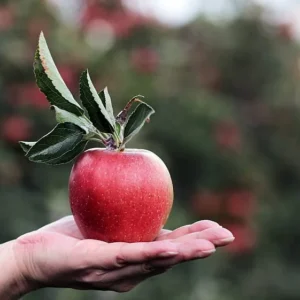 Honeycrisp, Pink Lady, Mutsu Apple Trees Bare Root 2-3 ft Tall - Fruit Plant - Image 2