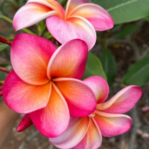 Honeymoon Plumeria Unrooted Cutting 10-12 in - Fragrant Tropical Plant - Image 2