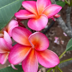 Honeymoon Plumeria Unrooted Cutting 10-12 in - Fragrant Tropical Plant - Image 3