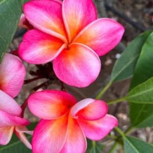 Honeymoon Plumeria Unrooted Cutting 10-12 in - Fragrant Tropical Plant - Image 1