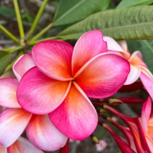 Honeymoon Plumeria Unrooted Cutting 10-12 in - Fragrant Tropical Plant - Image 4
