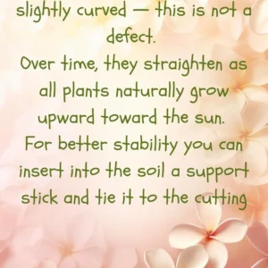 Honeymoon Plumeria Unrooted Cutting 10-12 in - Fragrant Tropical Plant - Image 8