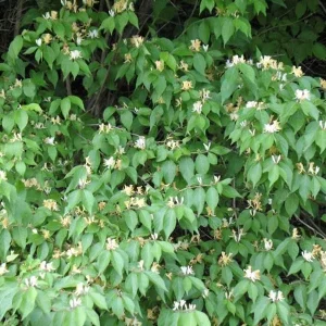Honeysuckle Bush Unrooted Cuttings - 10 Count, 6-12 Inches, Perennial Flower - Image 2