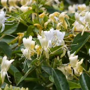 Honeysuckle Bush Unrooted Cuttings - 10 Count, 6-12 Inches, Perennial Flower - Image 1