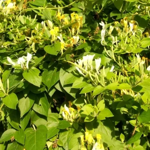 Honeysuckle Bush Unrooted Cuttings - 10 Count, 6-12 Inches, Perennial Flower - Image 5