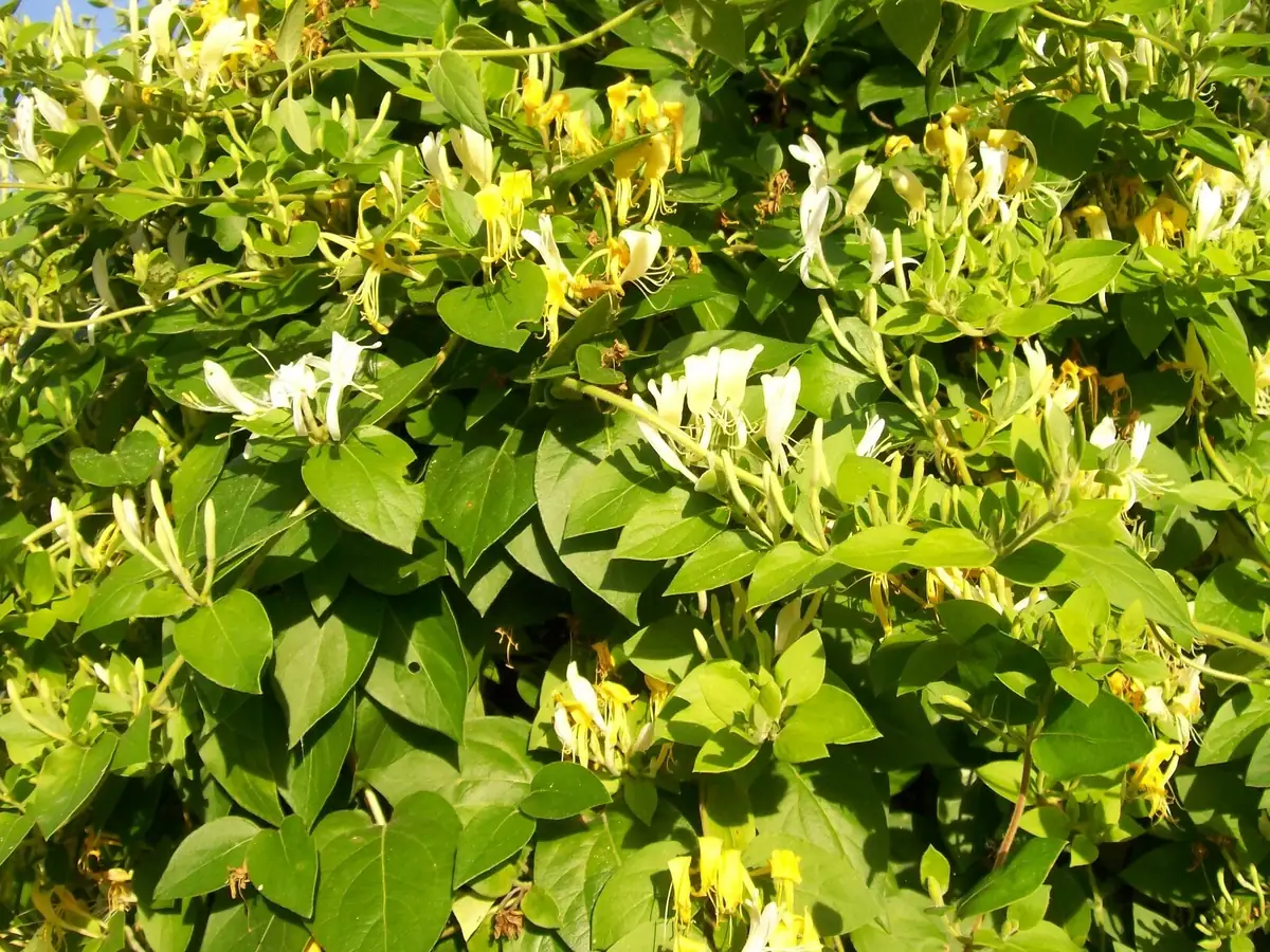 Honeysuckle Vine Live Starter Plant - 6+ Inches, Fragrant Perennial - Image 6