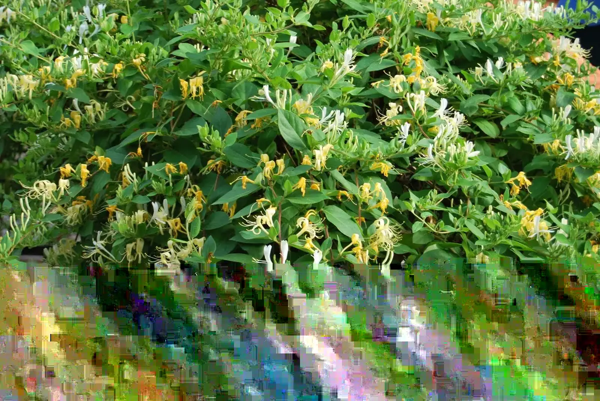 Honeysuckle Vine Live Starter Plant - 6+ Inches, Fragrant Perennial - Image 1