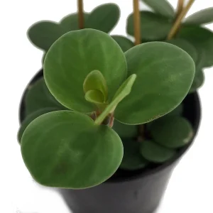 Hope Peperomia Live Plant - 2 Pack 2-inch Pots - Indoor Trailing Houseplant - Image 2