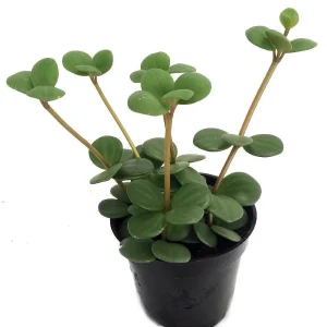Hope Peperomia Live Plant - 2 Pack 2-inch Pots - Indoor Trailing Houseplant - Image 3