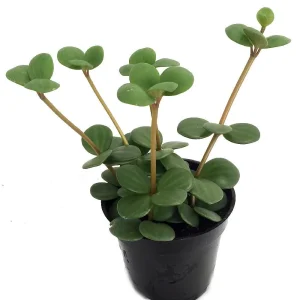 Hope Peperomia Live Plant – 4 inch Mini Hanging Basket – Indoor Houseplant - Image 3