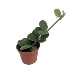 Hope Peperomia Live Plant – Easy Care Houseplant – 2.5" Pot – Indoor - Image 1
