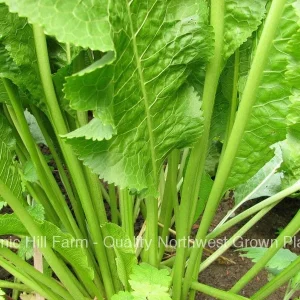Horseradish Crowns - Live Plant Roots - Easy to Grow, Hot & Productive - Image 2