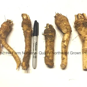 Horseradish Crowns - Live Plant Roots - Easy to Grow, Hot & Productive - Image 1