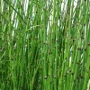 Horsetail Grass Live Plant - 4 inch Container - Evergreen Rush Plant for Ponds & Gardens - Image 1