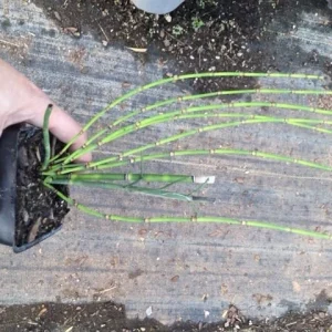 Horsetail Grass Live Plant - 4 inch Container - Evergreen Rush Plant for Ponds & Gardens - Image 3