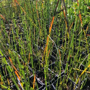 Horsetail Grass Live Plant - 4 inch Container - Evergreen Rush Plant for Ponds & Gardens - Image 5