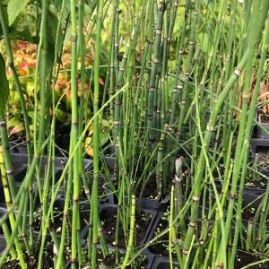 Horsetail Grass Live Plant - 4 inch Container - Evergreen Rush Plant for Ponds & Gardens - Image 6
