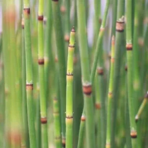 Horsetail Grass Live Plant – 4 inch Pot – Equisetum Hyemale – Outdoor - Image 3