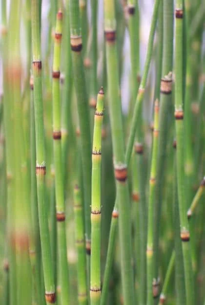 Horsetail Grass Live Plant – 4 inch Pot – Equisetum Hyemale – Outdoor - Image 3
