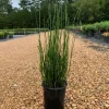 Horsetail Reed (Equisetum Hyemale) Live Plant – 6 inch Pot for Water Gardens - Image 1