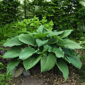 Hosta Big Blue Mixed Bare Roots - Perennial Shade Loving Plants - Zones 3-9 - Image 2