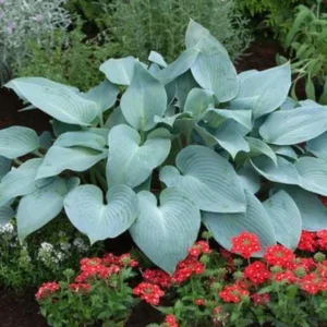 Hosta 'Halcyon' Live Plant – Blue-Green Perennial – Quart Pot – Outdoor - Image 3
