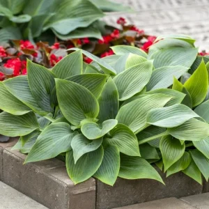 Hosta 'Halcyon' Live Plant – Blue-Green Perennial – Quart Pot – Outdoor - Image 4
