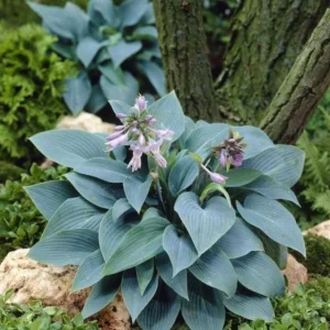 Hosta 'Halcyon' Live Plant – Blue-Green Perennial – Quart Pot – Outdoor - Image 1
