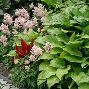 Hosta Royal Standard Bare Root Plant – Fragrant White Flowers, Glossy Green Foliage - Image 1