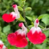 Hot Lips Salvia Live Plant – Red & White Perennial Flower – 4 Inch Pot – Outdoor - Image 1