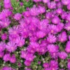 Hot Pink Ice Plant Live Starter Plants - Delosperma Cooperi - Set of 2, 3-6" Tall Succulent Groundcover - Image 1