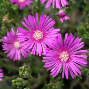 Hot Pink Ice Plant Live Starter Plants - Delosperma Cooperi - Set of 2, 3-6